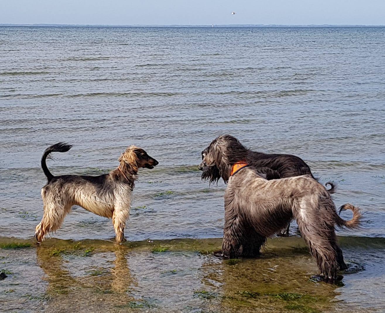 Urlaubstreffen an der Ostsee